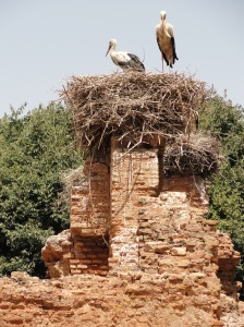 Homely Storks