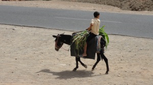 Moroccan Boy on Donkey
