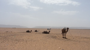 The camels/dromedaries