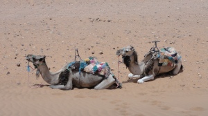Our Camels